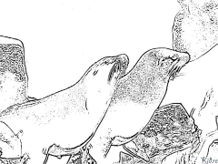 seals Coloring Pages To Print